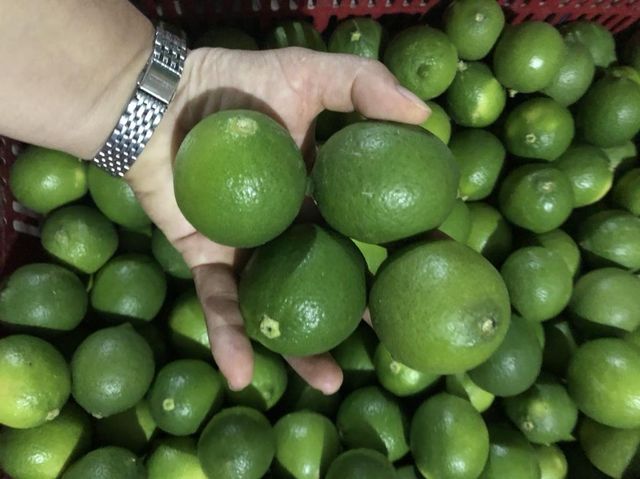 Fresh Seedless Lime class 1 export quality Organic Yes Origin South Africa - Image 2