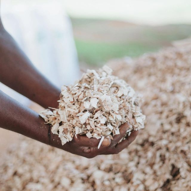 Natural Pine Wood Chips Bulk Export Wood Chips For Garden Mulching And Soil Moisture Control Agricultural Systems - Image 3