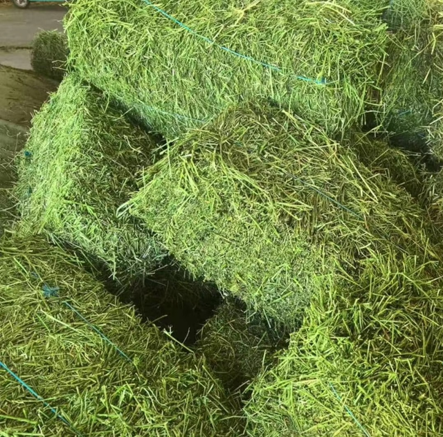 Premium Timothy Hay Carefully Dried Green Grass For Nutritious Animal Feeding Supply - Image 3