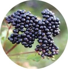 Pure Water Soluble Spray Dried Maqui Berry Concentrate Juice Powder - Image 5
