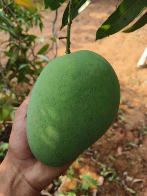 South Indian Mangoes – Thotapalli, Imam Pasand & Banginapalli - Image 2
