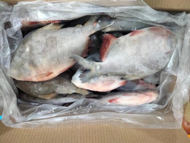 RED POMFRET (RED PACU) HOT IN SEASON FROM VIETNAM Content Fish Style Frozen Ingredients Fish Grade High Quality Storage Type - Image 5