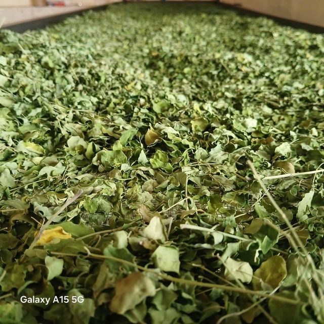 Dried Moringa Leaves - Image 2