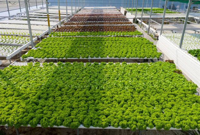 hydroponic lettuce Wholesale Type CIF Availability Year-round Growth Method Hydroponic Sustainability Soil-free Farming - Image 2