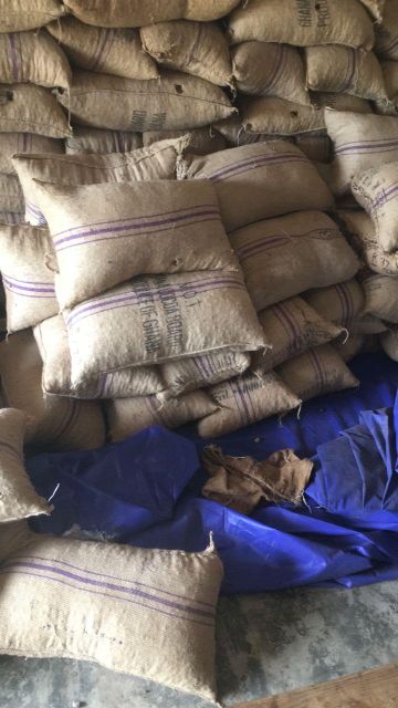 Raw Cashew Nuts in-shell Ogbomosho origin - Image 4