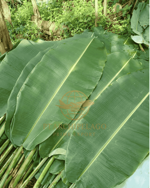 banana leaves / banana leaf Grade High Manufacturer Indonesia Farm Ingredients Banana Leaves (Musa acuminata) Shelf Life 3 to 4 weeks from the harvest period - Image 2