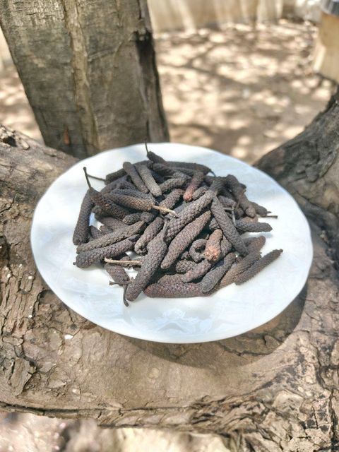 Long Pepper (piper retrofractum) - Image 3