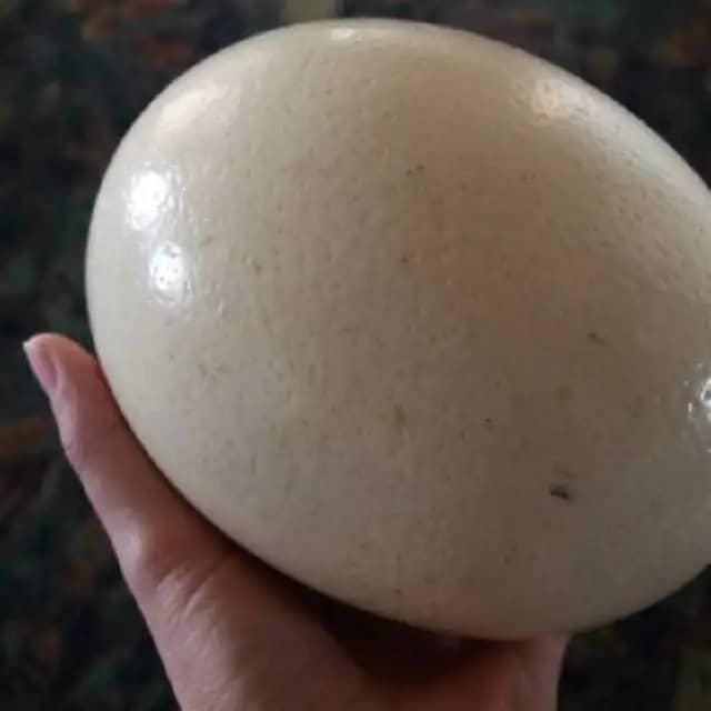 Premium Fresh Ostrich Eggs Natural, Clean, and Healthy Fertile Export Premium Farm Quality Grade Edible Exotic Hatch - Image 4