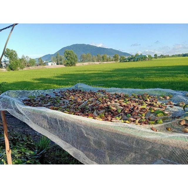 Cheap dried noni fruit Material Noni Form Viet Nam Address VIET NAM Drying Process Noni Color Bromn - black Quality Premium - Image 6