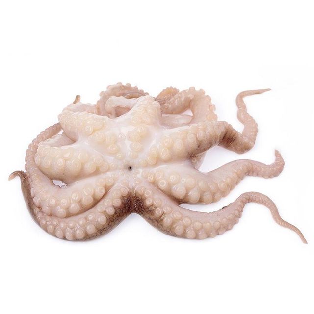 Frozen Fresh Octopus Carefully Processed For Natural Taste Preservation And Reliable Supply For Seafood Importers - Image 3