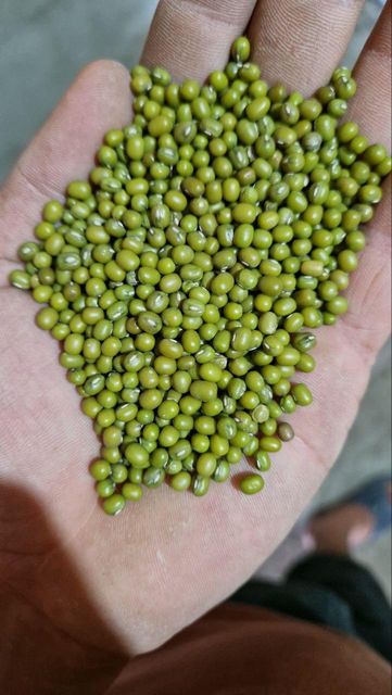 green mung beans Type dried Flavor Rich Color green Texture Fresh Packaging bag Origin Uzbekistan Size Range 2.5 - 4.0 Mm - Image 1