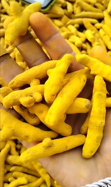 Turmeric Finger Curcumin Content 3%+ Impurity Level Max 0.5% Moisture Content Max 12% Supply Availability Year-round Packaging 25kg / 50kg Pp Bags - Image 1