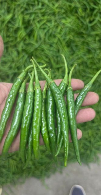 Green chilli pepper Origin Maharashtra Packaging 4 Kg Box Minimum Order Quantity 10 - Image 3