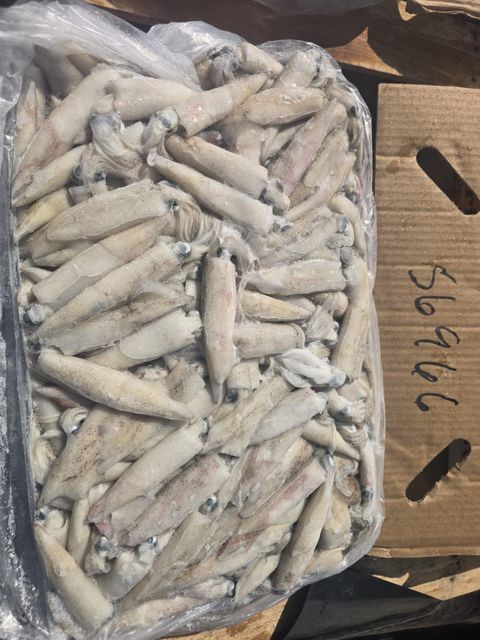 Loligo squid whole - Image 3
