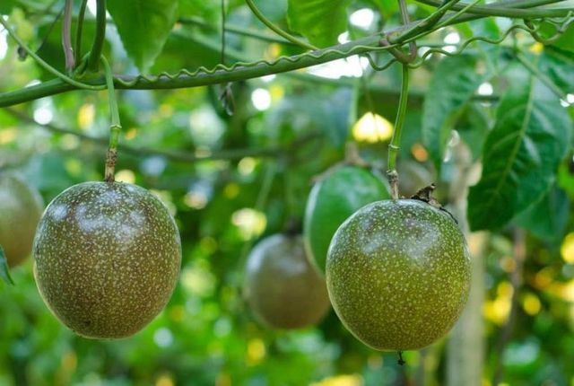 Frozen Passion Fruit Pulp in Viet Nam Grade A Packaging PE or Bottle Shelf Life 12-24 months Place of Origin Viet Nam Packing 10kg/20kg In 1 Pe Bag - Image 3