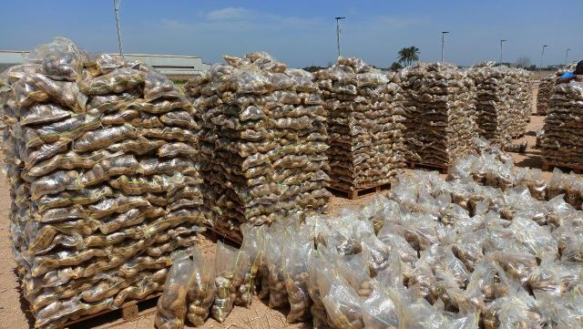 Premium Egyptian Fresh Potatoes - Export Quality - Image 3
