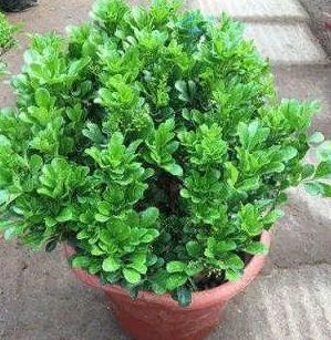 Live Plants Asplenium Nidus Fern Fire Work Bonsai - Image 6