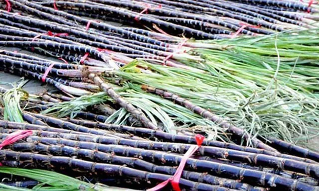 Vietnam Fresh Sugarcane Frozen for Exporting - Image 4