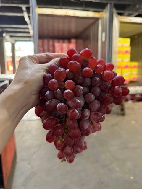 FRESH RED CRIMSON SEEDLESS GRAPES FOR SALE - CLASS 1 EXPORT QUALITY SEEDLESS GRAPES FROM SOUTH AFRICA – product photo 3, product detail gallery
