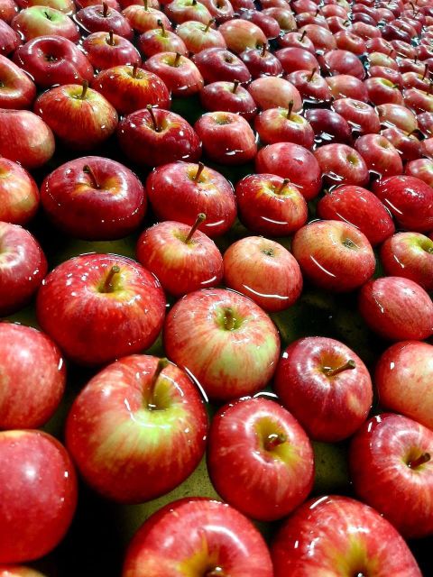 Fresh Royal Gala Apples for sale - Image 3
