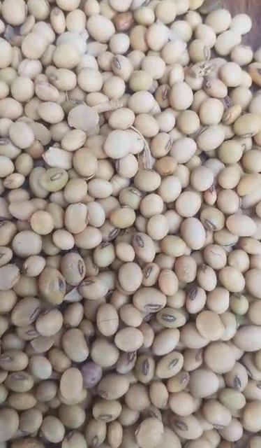 Soybean seeds Port Apapa Origin Nigeria Packaging 50kg PP bags Features GMO-Free, Organic Packaging Size > 5 kg to 10 kg - Image 1