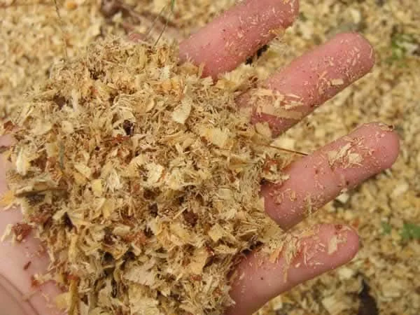 Premium Pine Shavings and Sawdust for Livestock Bedding – Bulk Export Supply ready for delivery - Image 5