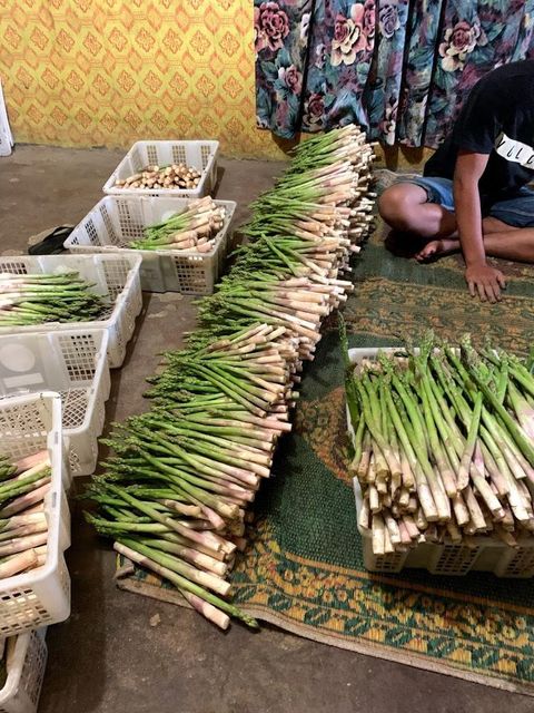Fresh green Asparagus competitive price supplier From tanah Karo North Sumatra - Image 5