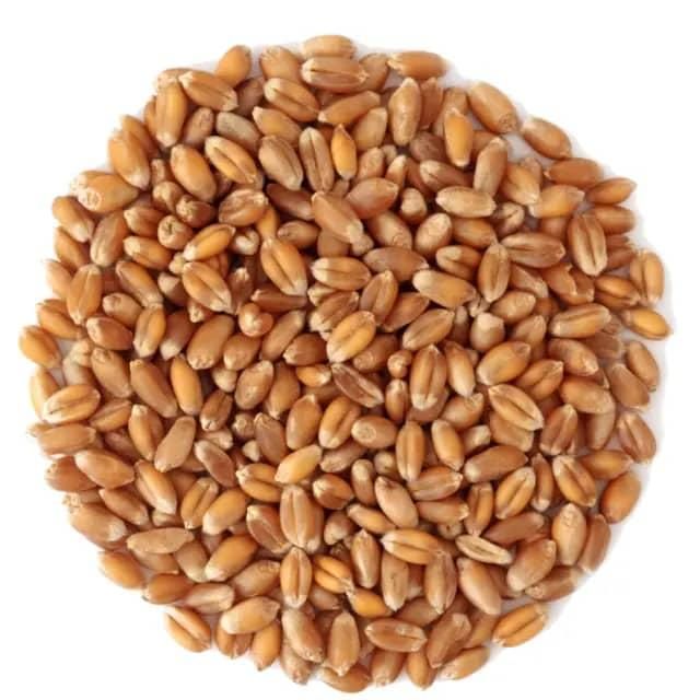 High Quality Wheat Best Market Price Wheat Grain in Bulk 100% Pure Dried Style Quality Indian Wheat Seeds - Image 3
