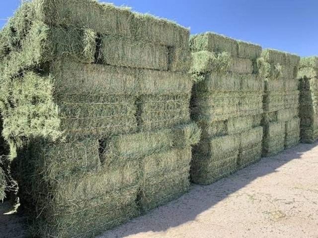 Premium Alfalfa Hay for Animal Feed – High Protein, Nutrient-Rich, Export Quality - Image 4