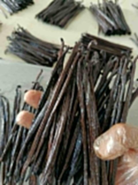 Vanilla Bean Planifolia Origin Javanese Indonesia Size 16-18 Cm Grade A Premium Length 17-21 Cm+ Origin Indonesia Color Dark Brown - Image 3