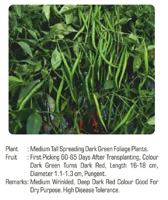 Hot pepper Variety Hybrid Germination Rate 95+ Place of Origin India Number Of Hybrids More Than 34 Certification Phytosanitary certificate - Image 5