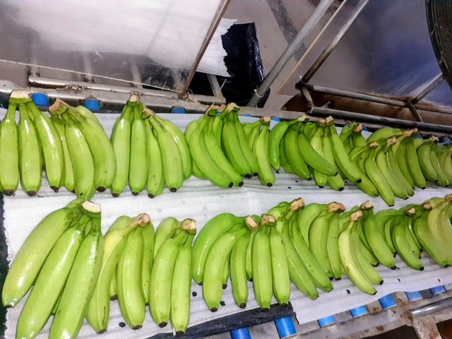 Cavendish Banana – product photo 1, product detail gallery