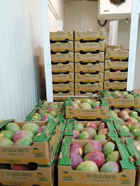 Fresh and dried organic mango of Sénégal - Image 3