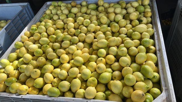 Fresh Eureka Lemon for sale class 1 export quality - Image 4