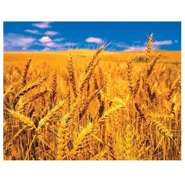 High Quality Organic Whole Wheat Grains Available For Sale At Low Price - Image 2