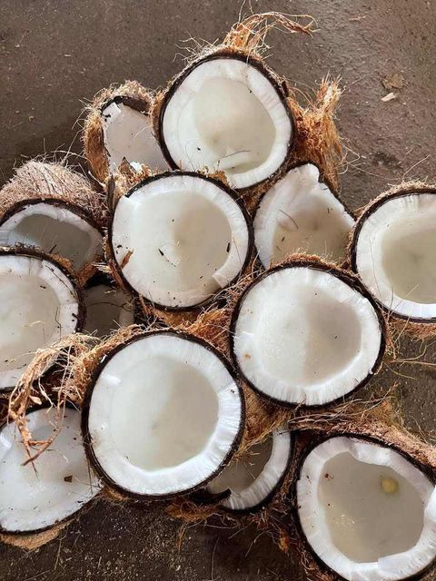 Semi Husked Coconut - Image 1