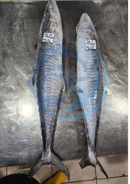 KING FISH - HIGH QUALITY Packaging Box Texture Firm, Meaty Flavor Rich, Distinctive Harvest Location Clean Tropical Waters - Image 3