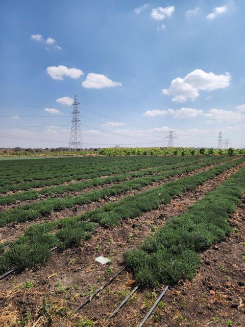 Quality Fresh Herbs. global GAP certified - Image 3