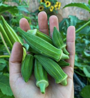 Frozen Okra for sale. Wholesale Supplier Fresh Okra and Natural Okra (Okro) vegetable / Cheap Frozen Okra. - Image 2