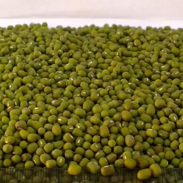 Natural Green Mung Beans Bulk Premium Green Mung Beans High Quality Protein Rich Healthy Legumes - Image 1