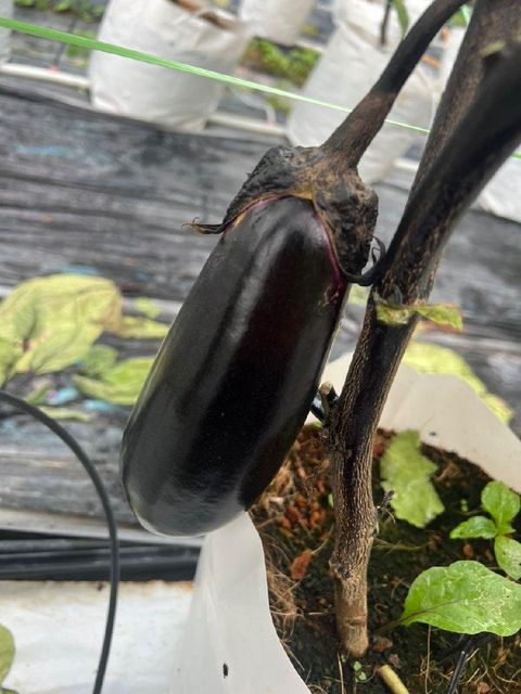 Eggplant Origin Malaysia Features Organic Product Type Vegetarian & Vegan Products - Image 2