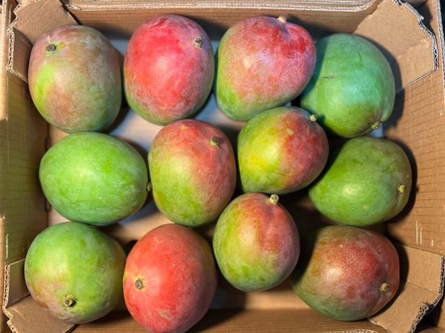 Premium Fresh Kent Mangos Sweet Tropical Fruit For Healthy Daily Snacks And Juice Lovers Worldwide - Image 4