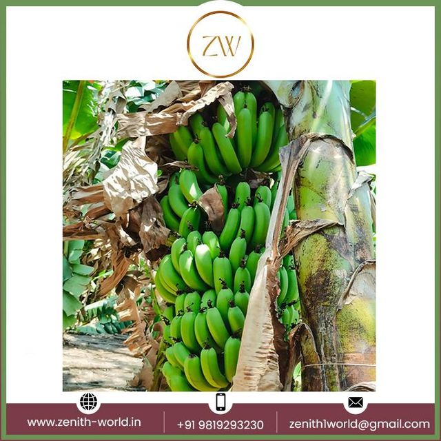 Buy Natural Green Fresh Bananas Affordable Price Fresh Cavendish Bananas Manufacturer From India - Image 2