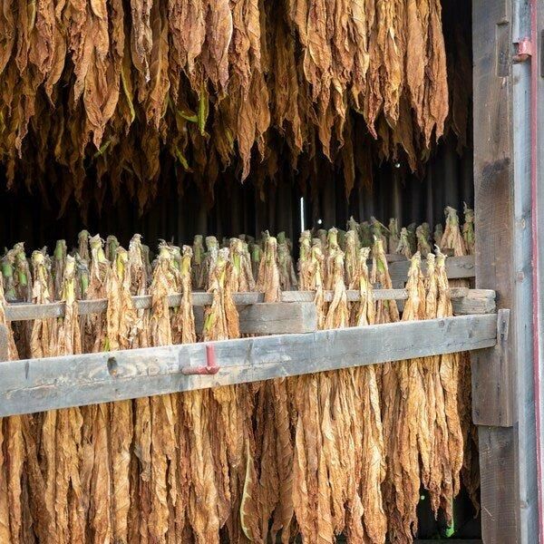 Premium Natural Tobacco Leaf Grades T1, T2, and T3 - Image 4