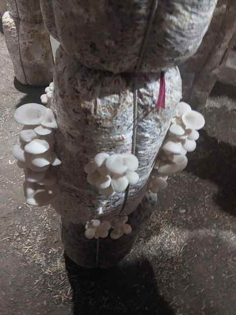 oyster mushroom - Image 2