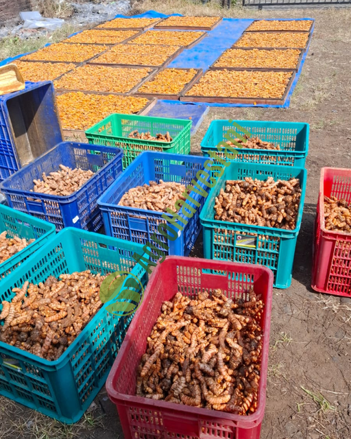 Premium Indonesian Turmeric (Available in Fresh, Dried Slices, and Fine Powder) - Image 4