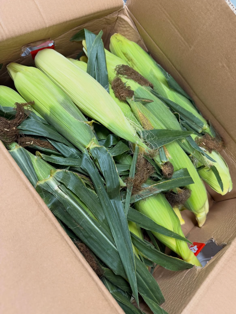 Enjoy Natural Fresh Harvest Farm Fresh Corn Cobs 10kg Export Box For Sale - Image 4
