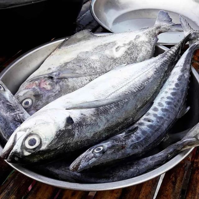 Frozen Mackerel Fish Premium Seafood Resource With Natural Omega 3 Content And Hygienic Frozen Handling Standards - Image 1