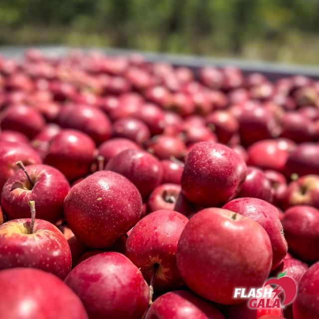 Flash Gala Apples for sale export quality - Image 1