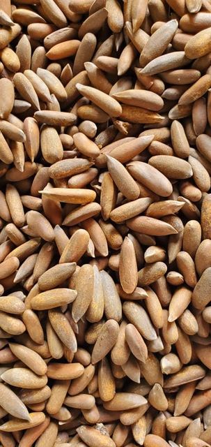 Pine nut ( Roasted) (Raw) - Image 1